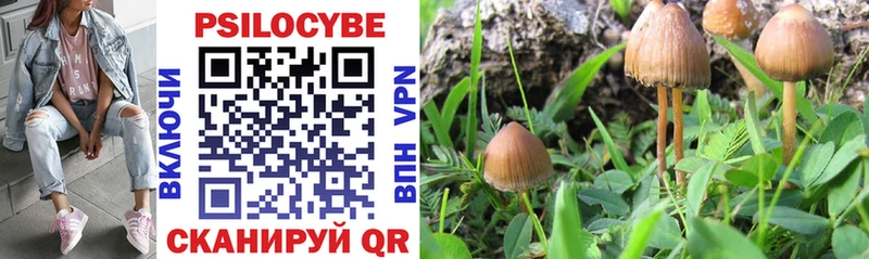 Галлюциногенные грибы Psilocybine cubensis  Аргун 